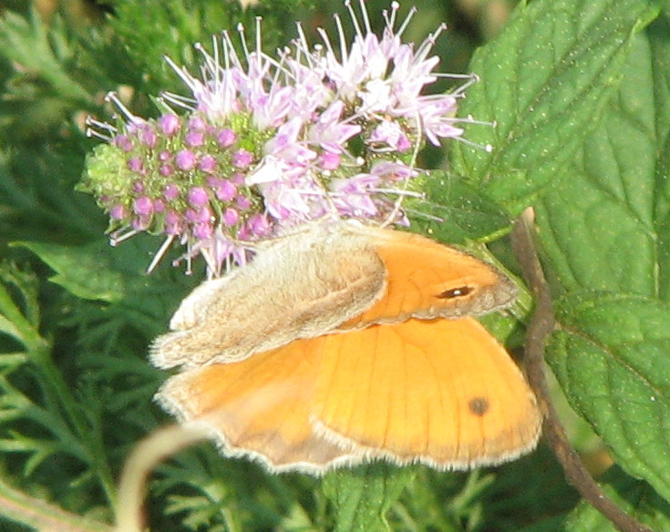 Coenonympha pamphilus